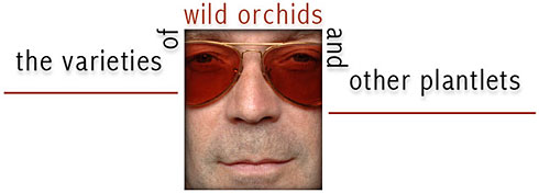 Wild Orchids (2006)