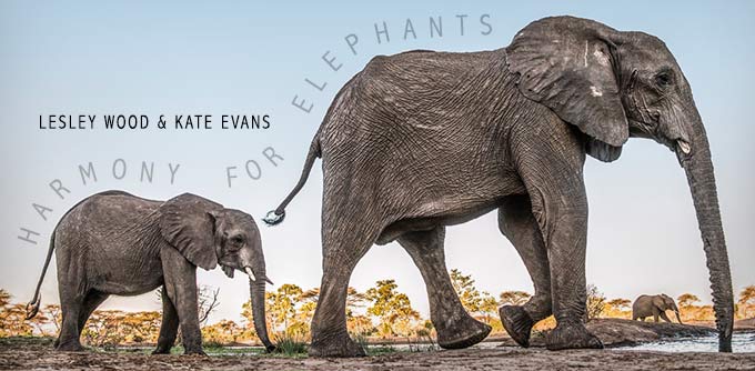 Harmony For Elephants: Anthony Phillips, Steve Hackett et al. Buch / CD Rezension